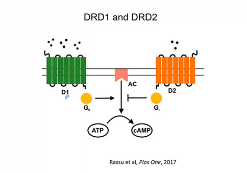 直播回顧 |「大成學(xué)堂」DA(VTA)→5-HT(DRN)神經(jīng)環(huán)路調(diào)控神經(jīng)厭食癥 