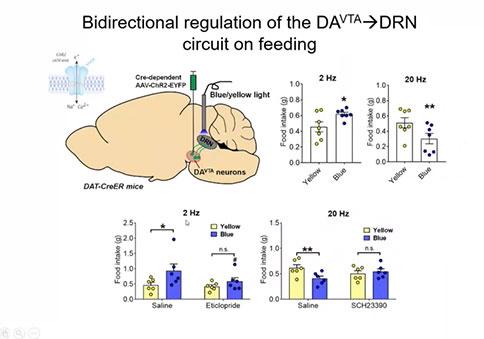 直播回顧 |「大成學(xué)堂」DA(VTA)→5-HT(DRN)神經(jīng)環(huán)路調(diào)控神經(jīng)厭食癥 