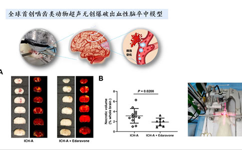 腦血管疾病動(dòng)物模型領(lǐng)域有哪些創(chuàng)新技術(shù)？