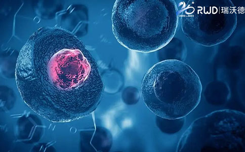 詳解原代細(xì)胞分離提取方法及操作注意事項