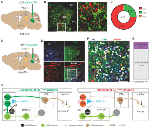 走進(jìn)浙江大學(xué)楊鴻斌課題組：光纖記錄系統(tǒng)在神經(jīng)環(huán)路研究中的應(yīng)用