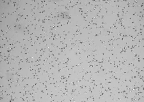 不用手動調(diào)焦的細胞計數(shù)儀——C200FL 智能熒光細胞計數(shù)儀