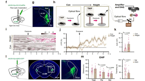 華東師大袁小兵/潘逸萱課題組揭示先天恐高反應(yīng)神經(jīng)機(jī)制