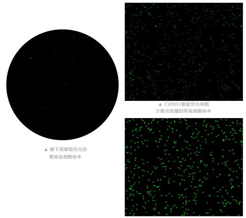 智能熒光細(xì)胞計(jì)數(shù)儀上市，搶先體驗(yàn)高效精準(zhǔn)實(shí)驗(yàn)新工具！