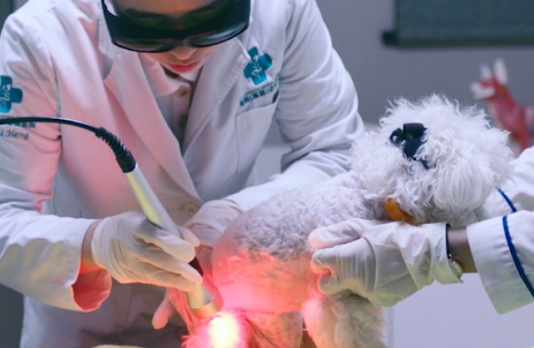 動(dòng)物康復(fù)理療