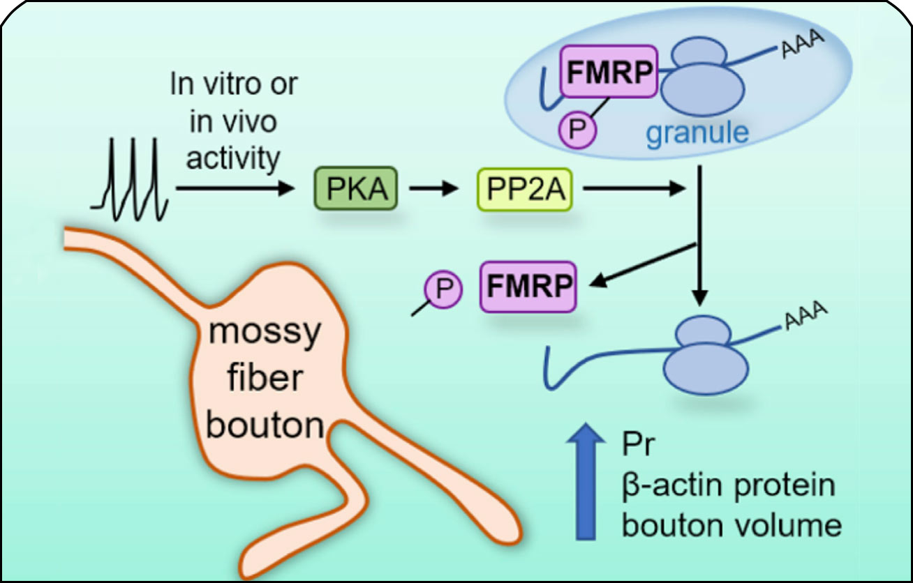 參與記憶調(diào)控的分子機制