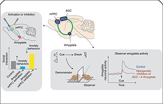 決策與大腦認知的神經(jīng)機制