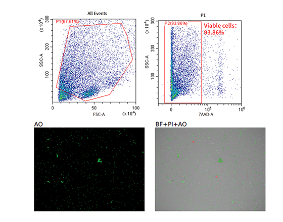 成年小鼠腦組織