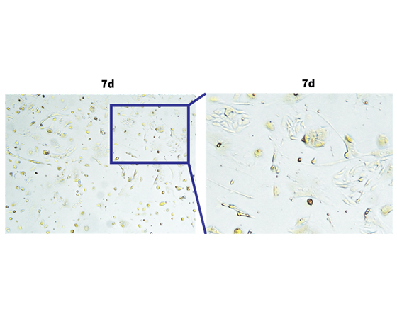 成年小鼠腦組織