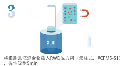 無(wú)柱式納米磁珠細(xì)胞分選試劑