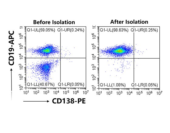 分選小鼠脾臟中的Pan B細(xì)胞
