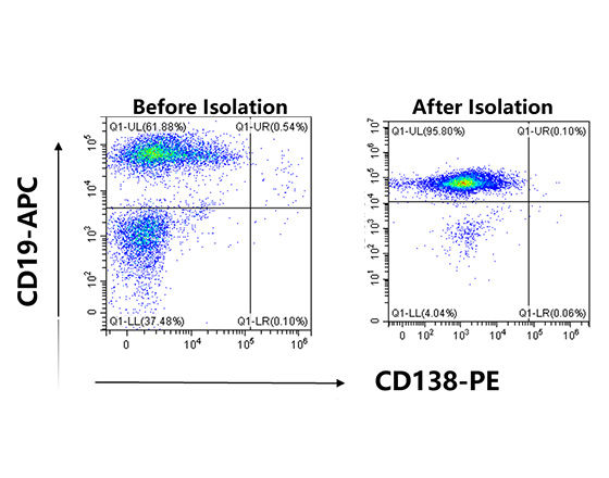分選小鼠脾臟中的PanB細(xì)胞